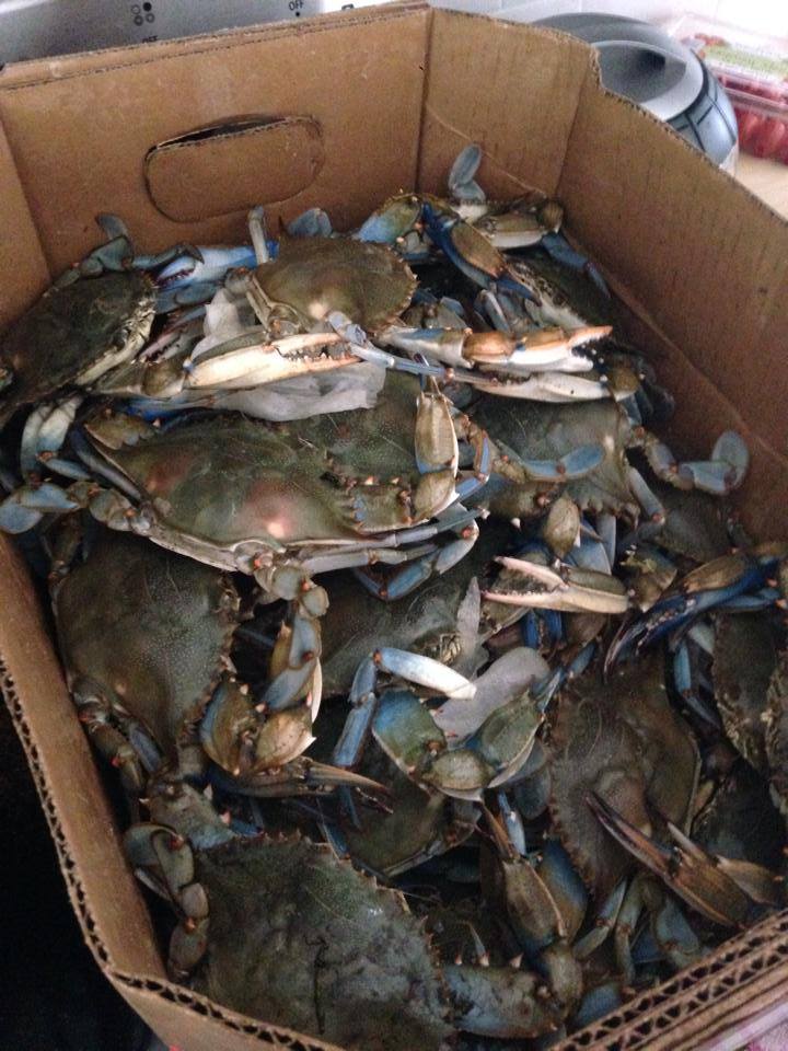 Crabs Caught On The Chesapeake Bay