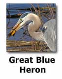 Great Blue Heron