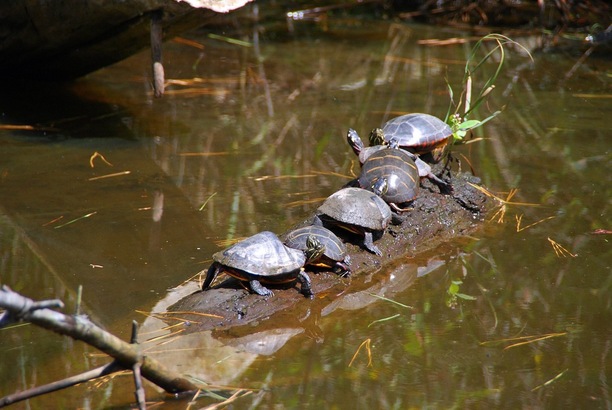 Turtles at Blackwater National Wildlife Refuge